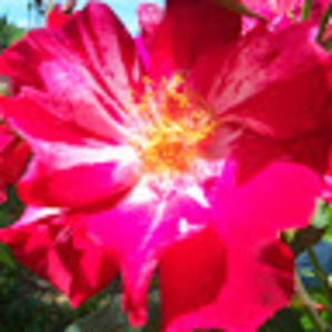 Meet your Posher, Marie